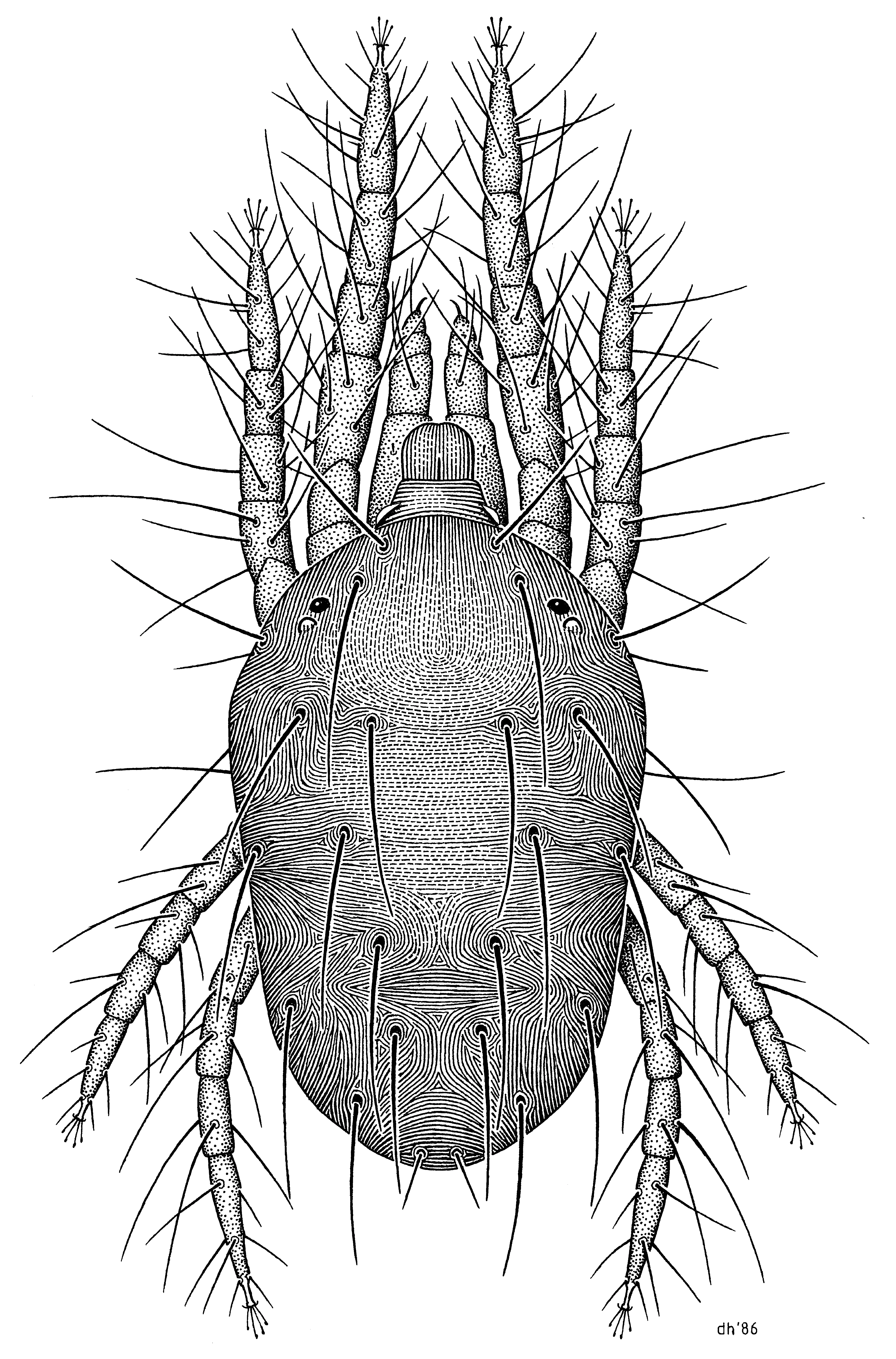 Scientific illustration of Tetranychus urticae showing body segments, legs, and mouthparts, Des Helmore, Wikimedia Commons, CC BY 4.0