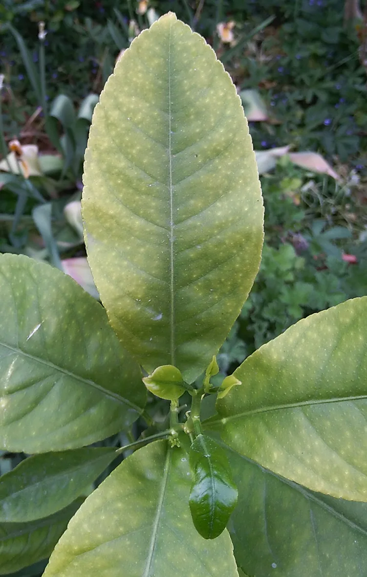 A lemon tree leaf with a suspected magnesium deficiency, showing yellowing between the veins while the veins themselves stay green, Eiku en exil, Wikimedia Commons, CC BY-SA 4.0