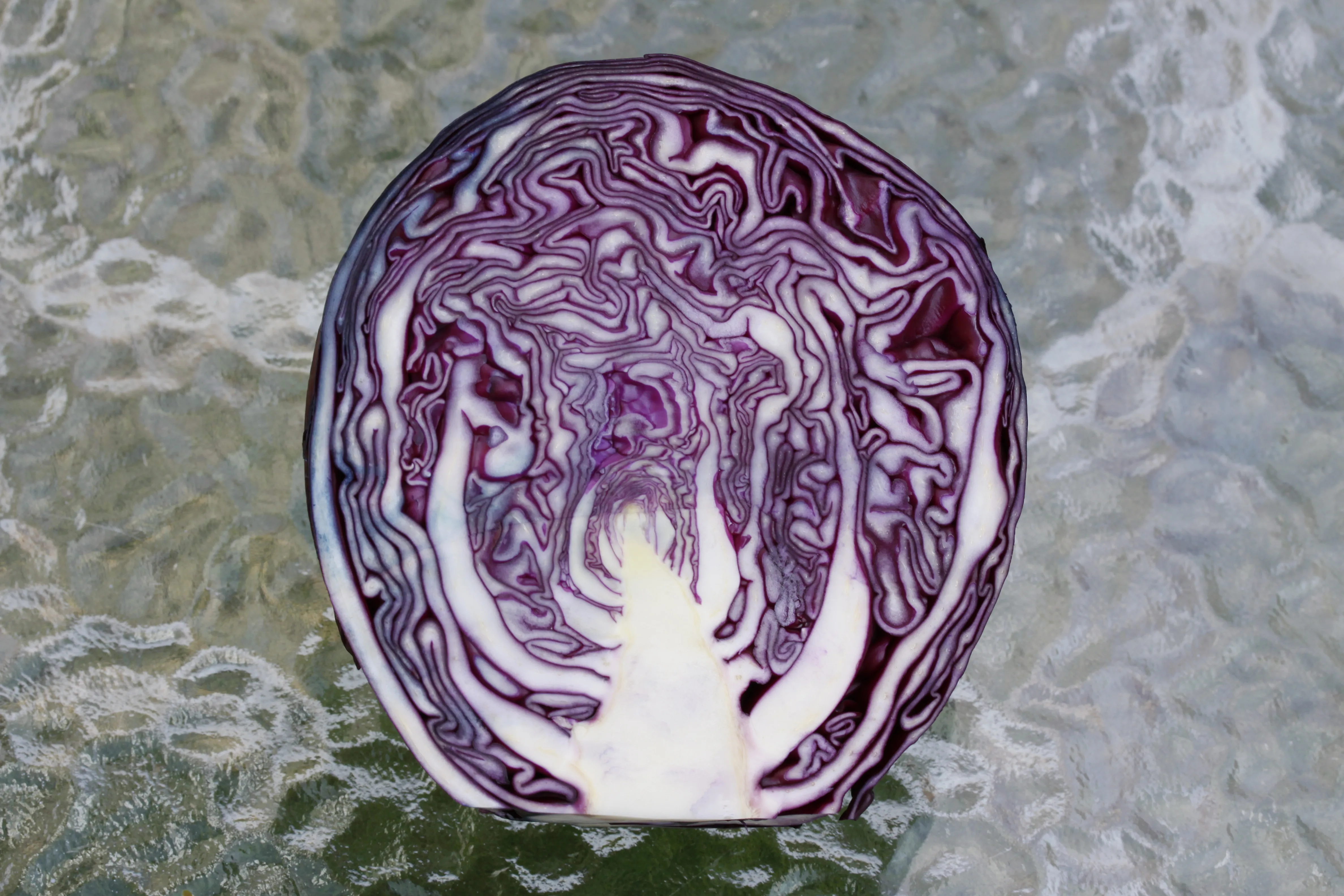 Una cabeza de repollo morado cortada, mostrando su estructura densa en capas, Elrond, Wikimedia Commons, CC BY-SA 4.0