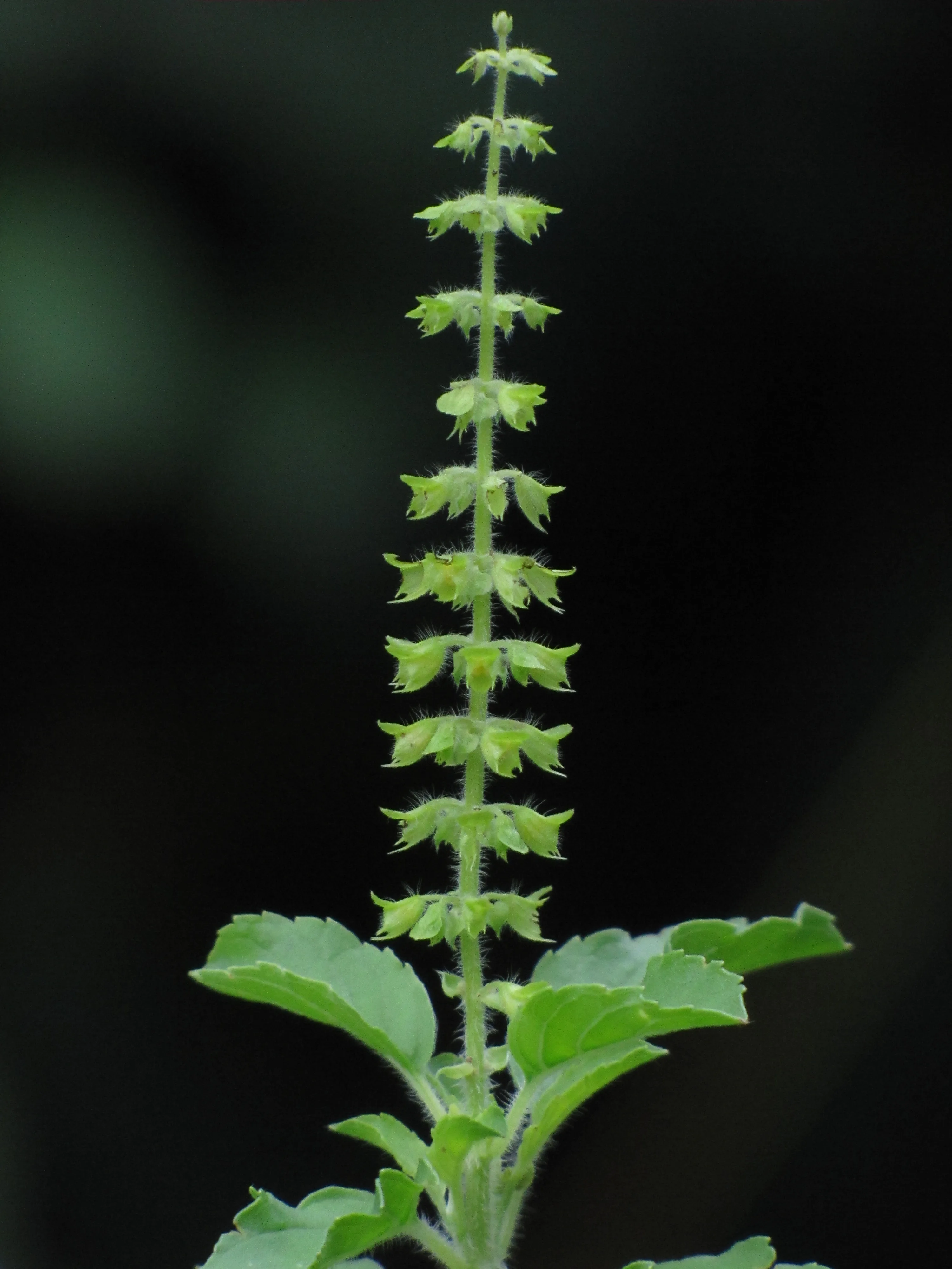 Close-up of a tulsi (holy basil) flower spike with its small purplish flowers, CC BY 3.0 via Vaikoovery, Wikimedia Commons